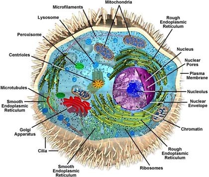 cell