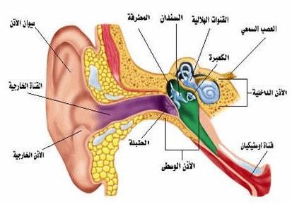ear